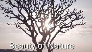 Beauty of Nature by Srusti sinchana