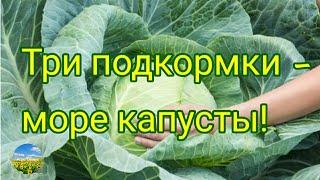 Капуста будет очень большая! Лучшее удобрение для капусты.