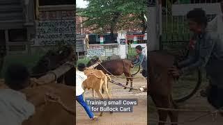 Small boys training small calves for bullock cart