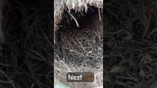 Nest 🪹 #shorts #nest