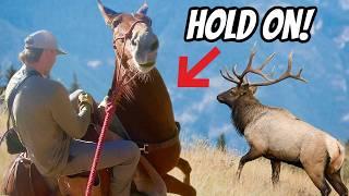 Can We Outsmart This Bull Elk? (5 Day Trip)