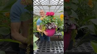 Simple thriller spiller filler container plant example #plants #garden #gardening