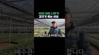 10년 넘은 나무가 갑자기 죽는 이유