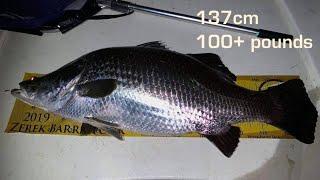 137cm Big Barra at Kinchant Dam on 2019 BARRA Tour