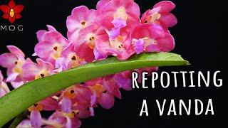 Why I stopped buying Vanda Orchids & where is my collection? - Repot & Chill