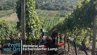 Weinlese im Escherndorfer Lump mit Michael Sauer