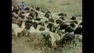 Tours-TV.com: Sheep breeding in  Turkmenistan