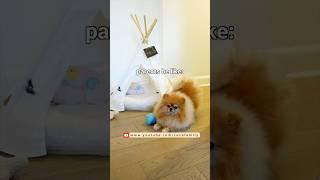 Funny and Cute Pomeranian Videos Compilation (Part 1) | Cece Family