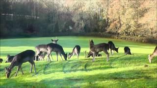 Deer in our garden!  Filmed from our bedroom window.