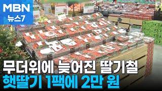 폭염으로 늦어진 딸기 시즌…초기 물량 적어 한 팩 2만 원 육박 [MBN 뉴스7]