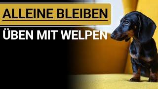  WELPE ALLEINE BLEIBEN ÜBEN ️ Stephanie Salostowitz ️ So klappt`s ️