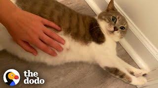 Mama Cat Does The Cutest Thing While She's In Labor | The Dodo Cat Crazy