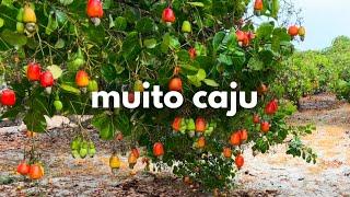 muito caju no Ceará, dia de colheita no sítio, como estão nossos cajueiros ️