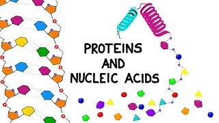 Proteins and Nucleic Acids