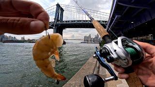 East River Fishing. Manhattan NYC Pier Fishing With Shrimp