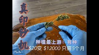 一株大麻/汉麻5个月能产多少种子？揭秘大麻与汉麻行业的印钞术 | 育种有多赚钱