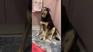 Сидим и не обращаем на нее внимания  #собака #моясобака #собаки #люся