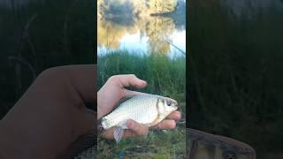 Лучшая рыбалка этого месяца #рыбалка #fishing #nature #природа #мотоцикл #карась #лето #вечер