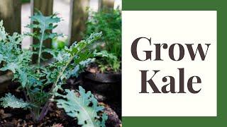 Growing Kale for Beginners