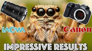 Canon R7 & Laowa 25mm Extreme Macro Photography: First Impressions & Sample Shots