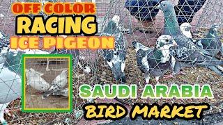 BILIHAN NG KALAPATI SA SAUDI ARABIA ,, (OFF COLOR), ICE PIGEON SOBRANG GANDA ,,