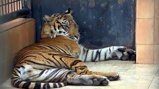 Amputee Tiger Saved From Poachers | Tigers About The House: What Happened Next | BBC Earth