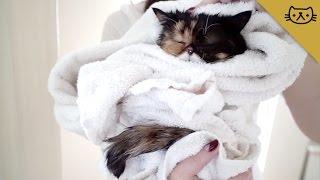 How To Give your Exotic Shorthair Cat a Bath