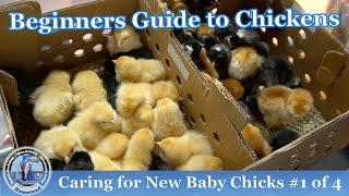 How to Raise Baby Chickens  (#1 0f 4) - RAISING CHICKENS 101