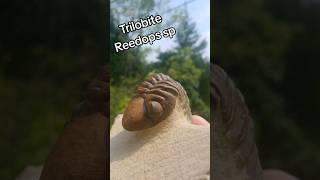 The Best Trilobite In My Hands Right Now - Reedops sp #trilobite #fossil #ancient #nature #paleo