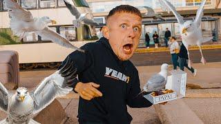 Attacked By Seagulls While Eating Fish & Chips in Blackpool