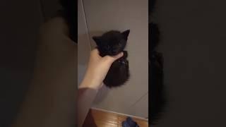 He Meows In Lowercase 