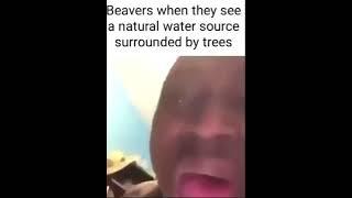 Beaver moment