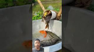 Amazing Plastic pipe fishing trap #shorts