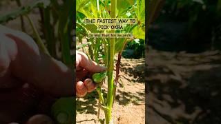 Learn the fastest way to pick okra in less than ten seconds.