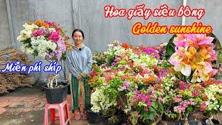 Hoa giay Golden Shunshin,nhiều màu siêu bông ..15/110707069329.Như-Ý