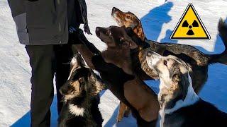 The Radioactive Dogs of Chernobyl Exclusion Zone 