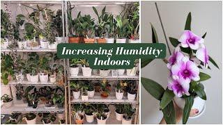 5 Humidity Solutions for Orchids & Hoyas: Keep Your Plants Lush & Healthy!