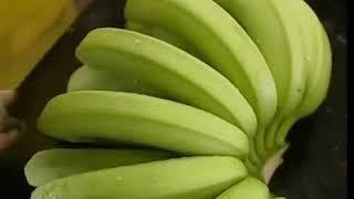 Die Reise der Bananen: Vom Land zu Ihrer Hand