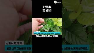 병충해 안녕~  산호수 빛 관리 이렇게 해보세요~^^  #공기정화식물 #garden #엉클플랜트