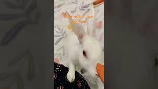 #cutepet #cuteanimal #cuterabbit #love eat carrot #subscribe #viralshorts #Anjum Ali vlog.