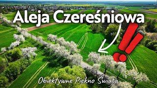 Piękna Polska!  Aleja Czereśniowa 