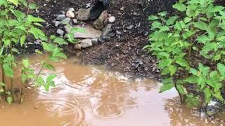 Stormwater Management at PEC's Office