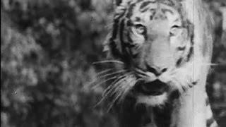 A Tiger Hunt In Bengal, 1950s