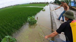 Kích Cá Mùa Mưa Lũ Nước Ngập Đồng Bắt Đàn Cá Chép, Cá Lóc Đua Nhau Lên Đẻ Trứng