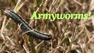 Armyworms 101 - Identify and Control Strategies That Work!