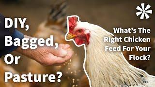 Types of Chicken FEED: Bagged vs DIY vs Pasture 