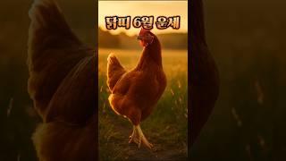 6월에 꼭 들어야 할 닭띠 운세 #2025 #6월 #띠별운세 #운세 #닭띠 #닭띠운세 #사주 #좋은글 #6월 #지혜