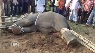 Elephant training - the ugly truth behind the elephant industry - ElephantNews