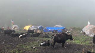 Himalayan Shepherd Life In Dolpa |Nomadic Shepherd Life Of Nepal ||Yak Shepherd Daily Routine Life.