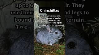 FACTS to KNOW about CHINCHILLAS: Nature Unleashed!!! #shorts #facts